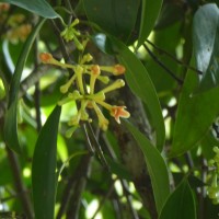 Garcinia quaesita Pierre